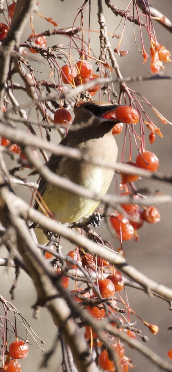 brkoslav americký - ML647243550