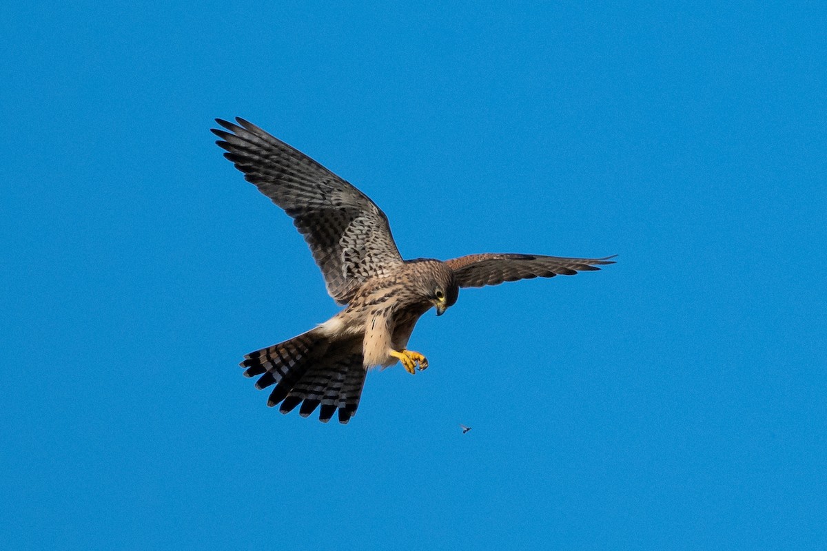 poštolka obecná - ML647243554