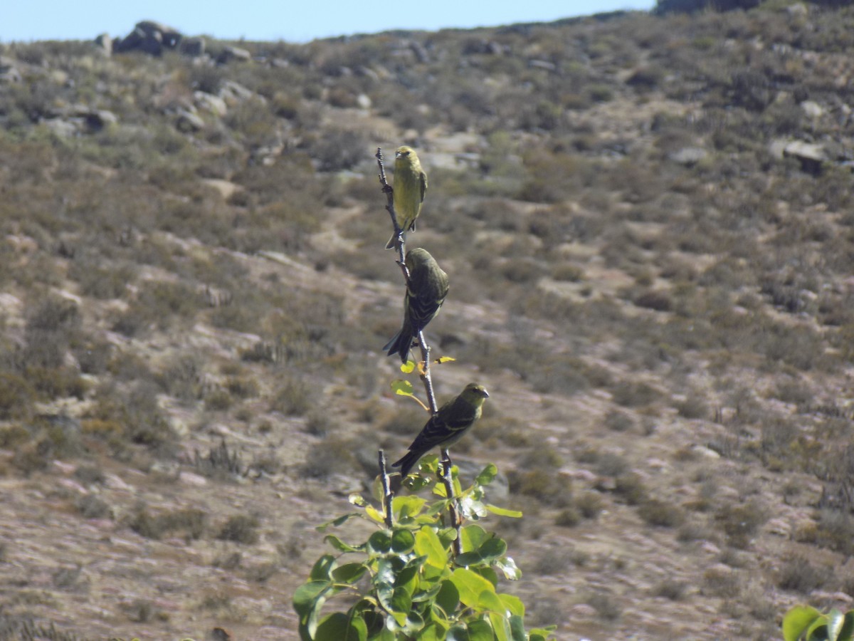 čížek vousatý - ML647243555