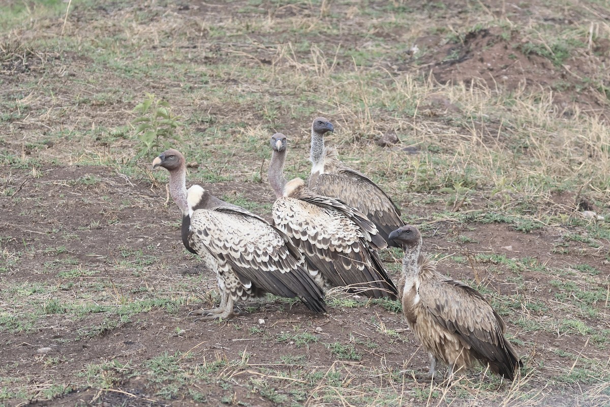 Buitre Dorsiblanco Africano - ML647243556