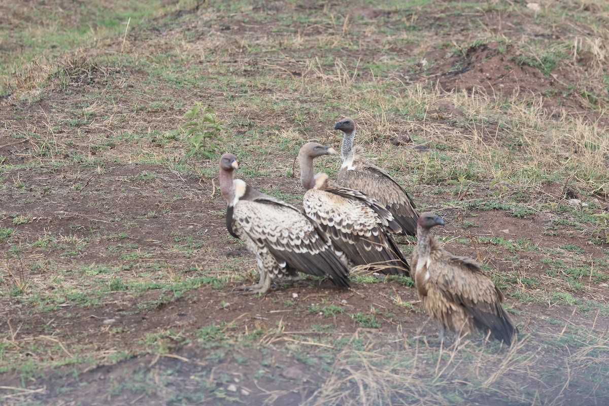 Buitre Dorsiblanco Africano - ML647243557