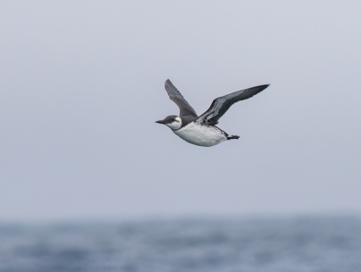 alkoun úzkozobý - ML647243558