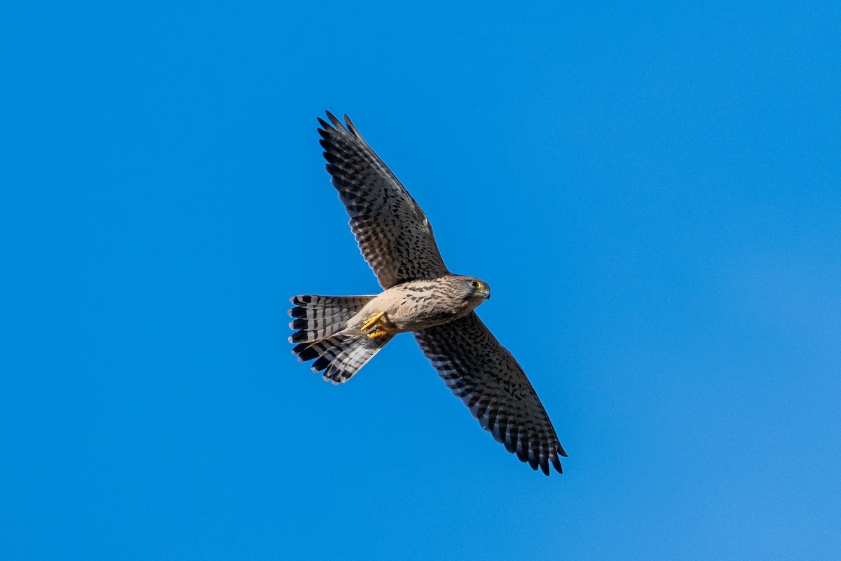 poštolka obecná - ML647243559