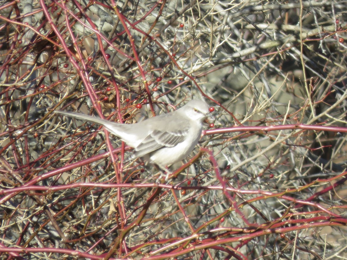 drozdec mnohohlasý - ML647243560