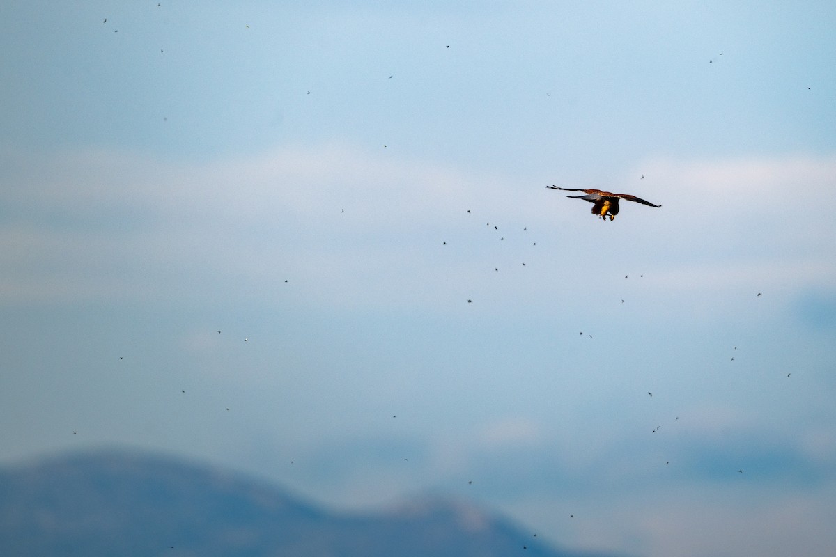 poštolka obecná - ML647243561