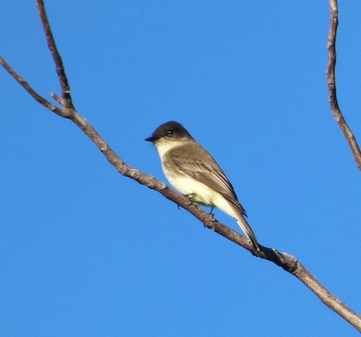 tyranovec domácí - ML647243562