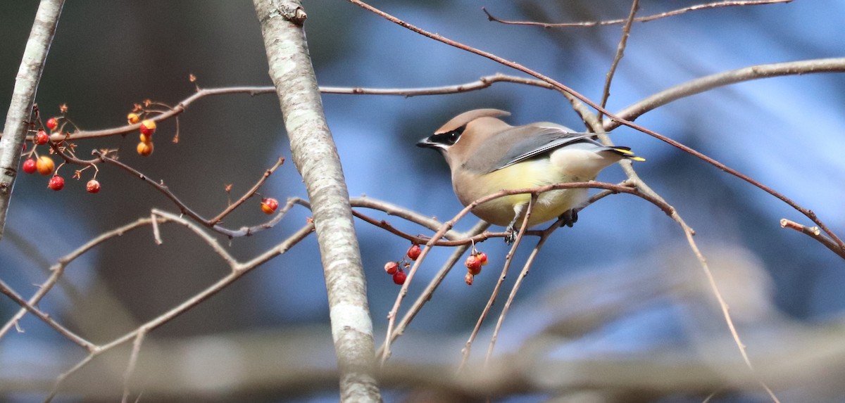 brkoslav americký - ML647243563
