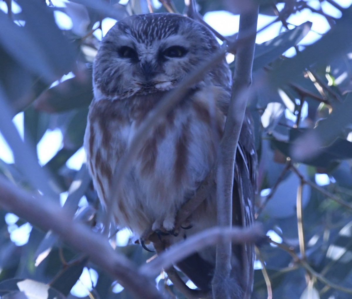 sýc americký - ML647243564