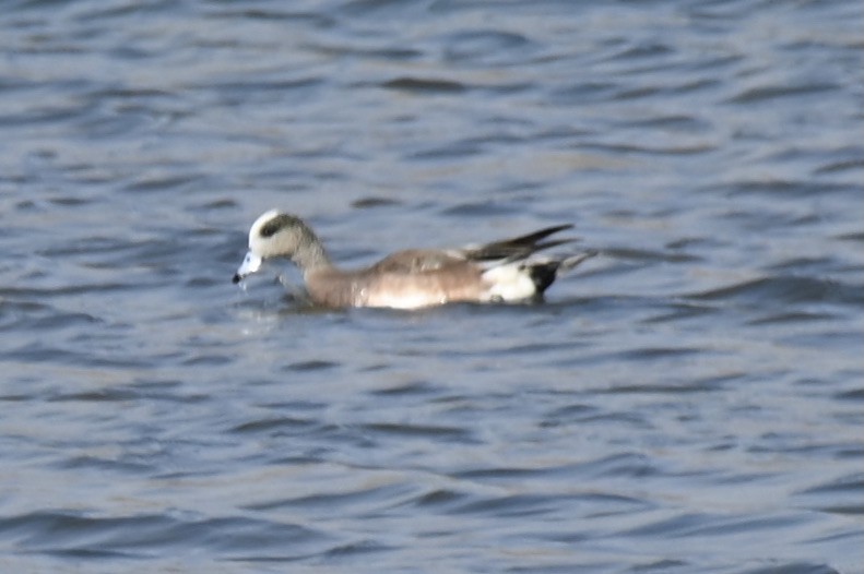 hvízdák americký - ML647243565