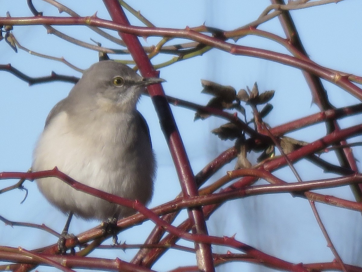 drozdec mnohohlasý - ML647243566