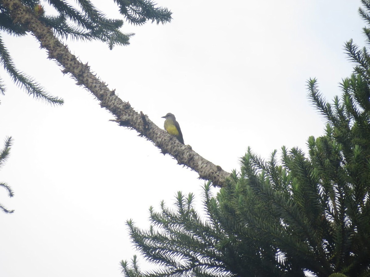 Tropical Kingbird - ML647243567