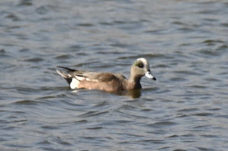 hvízdák americký - ML647243569