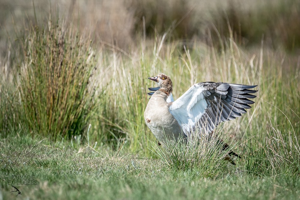 Egyptian Goose - ML647243570