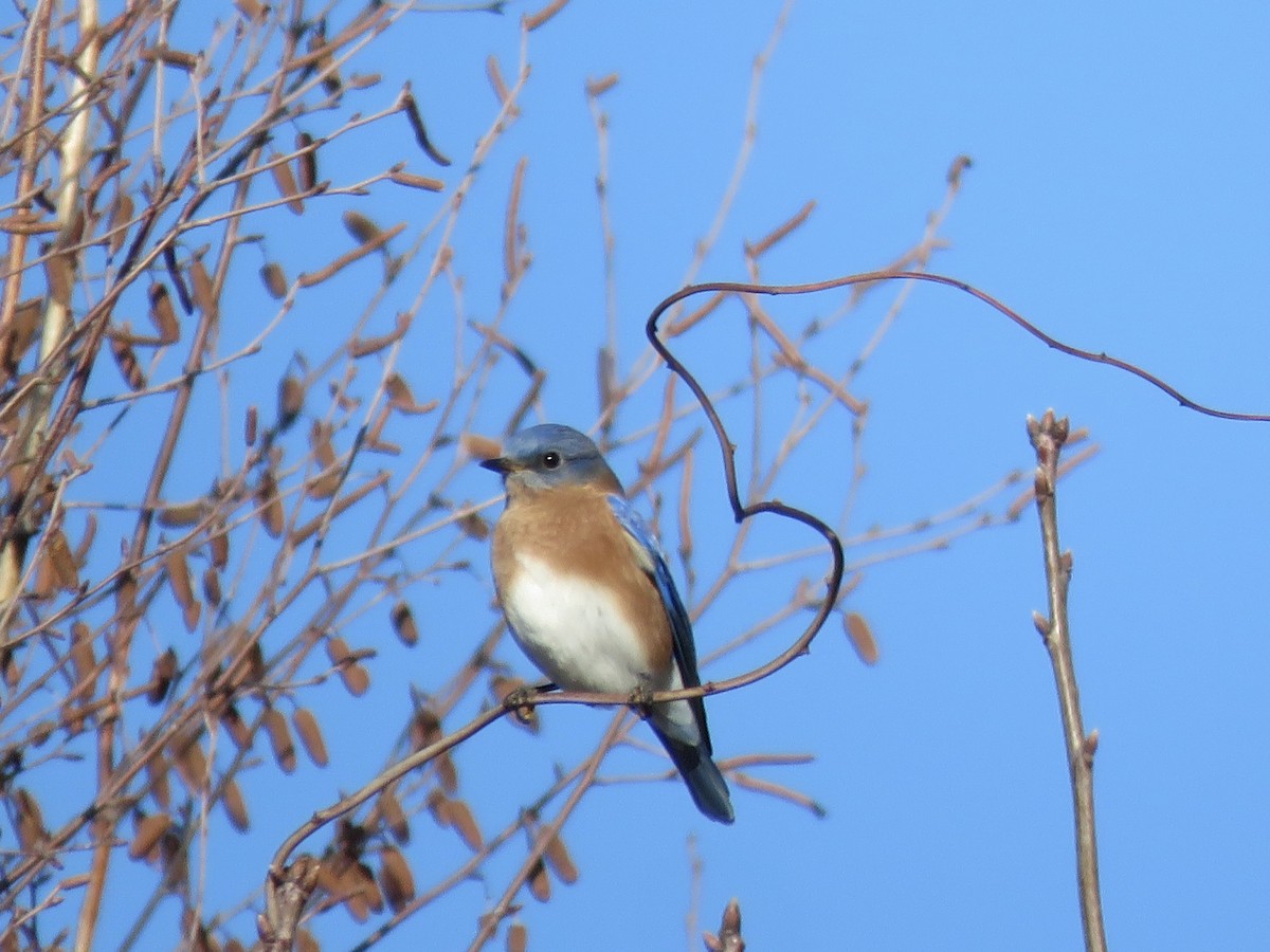 salašník modrý - ML647243571