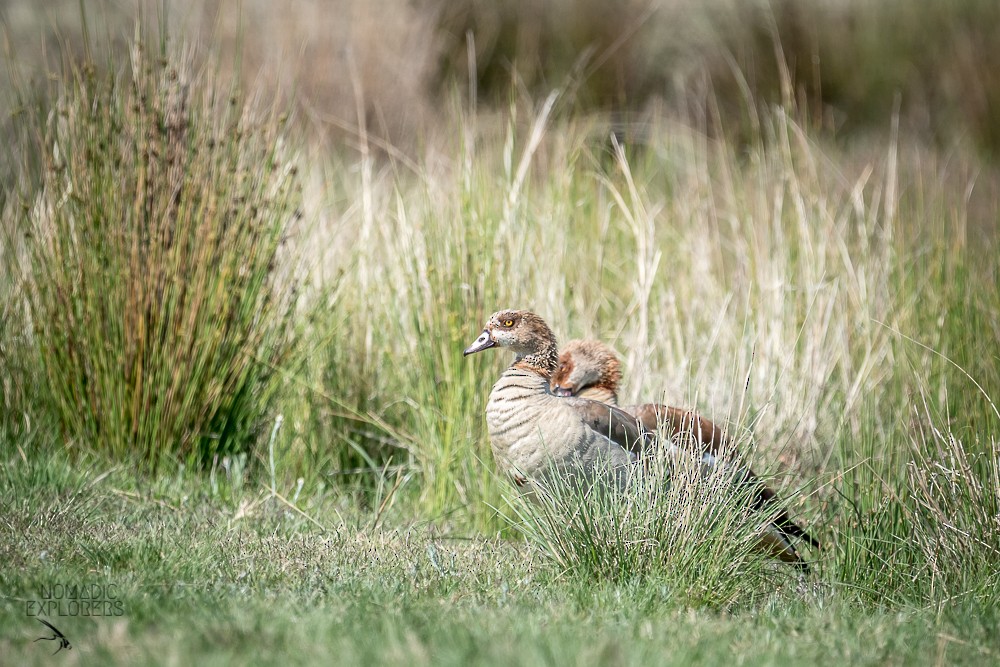 Egyptian Goose - ML647243572