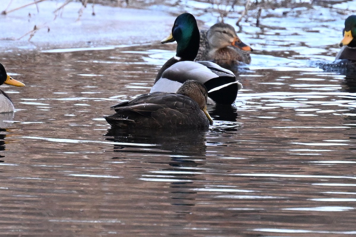 American Black Duck - ML647243583
