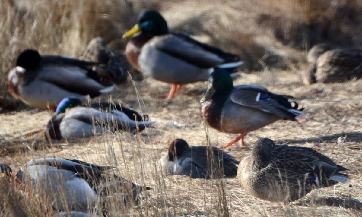 Çamurcun - ML647243585