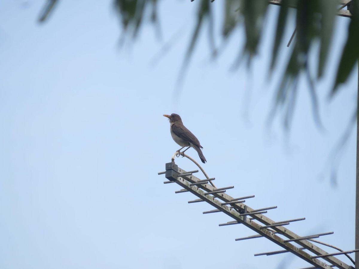 Creamy-bellied Thrush - ML647243588