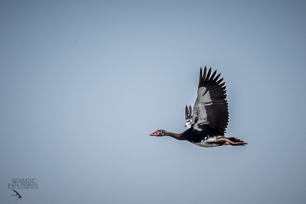 Spur-winged Goose - ML647243590