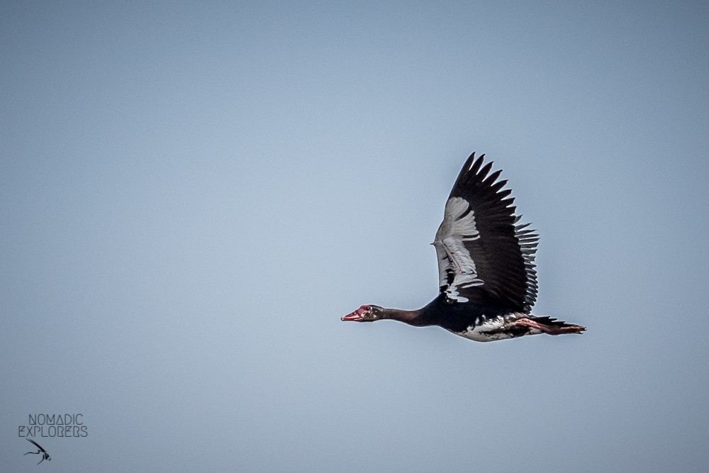 Spur-winged Goose - ML647243591