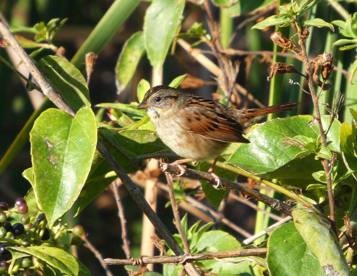 Swamp Sparrow - ML647243596