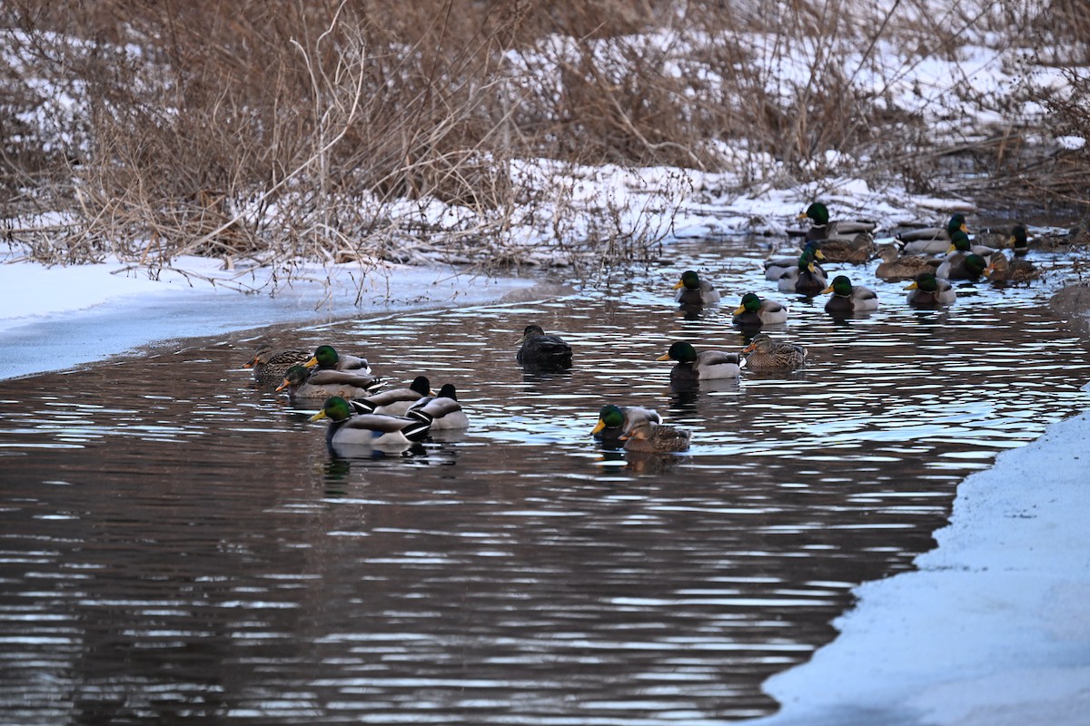 American Black Duck - ML647243601