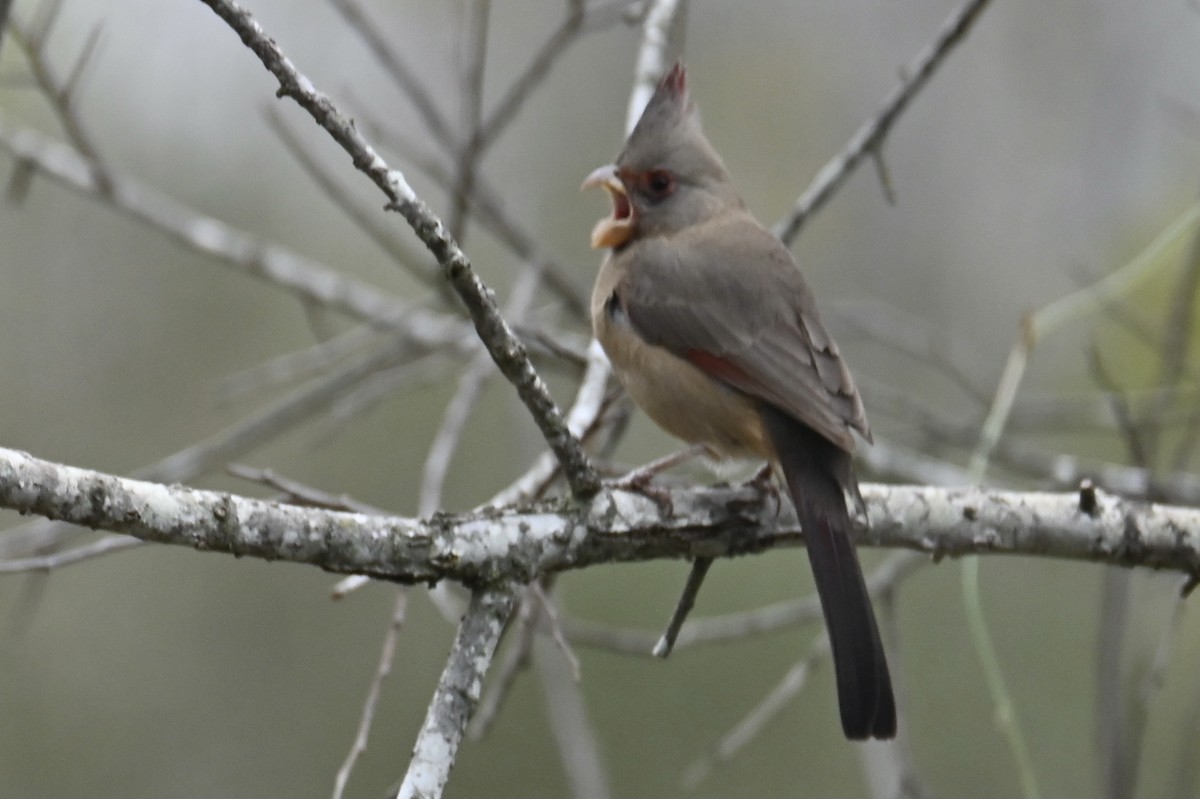 Pyrrhuloxia - ML647243609