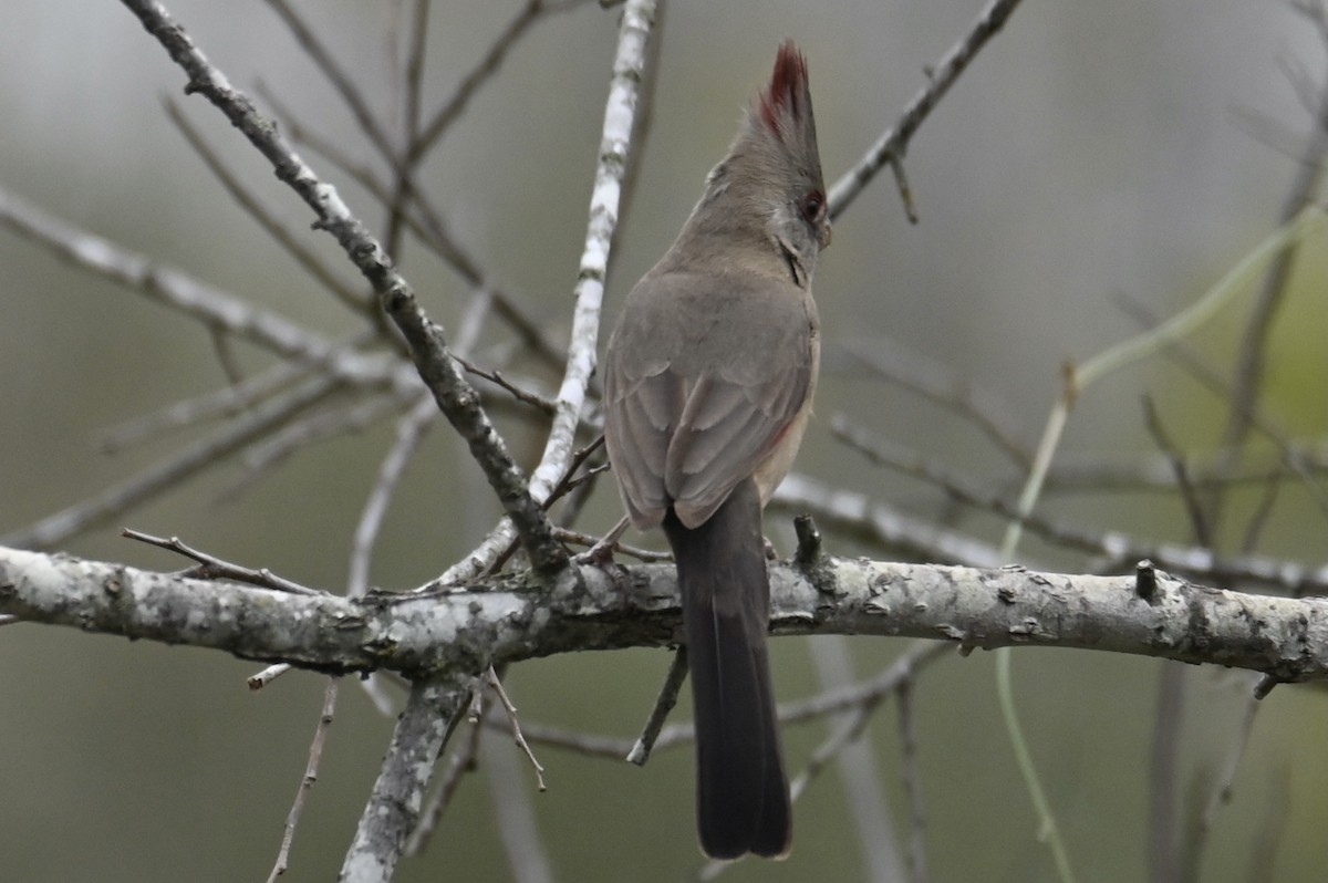 Pyrrhuloxia - ML647243610