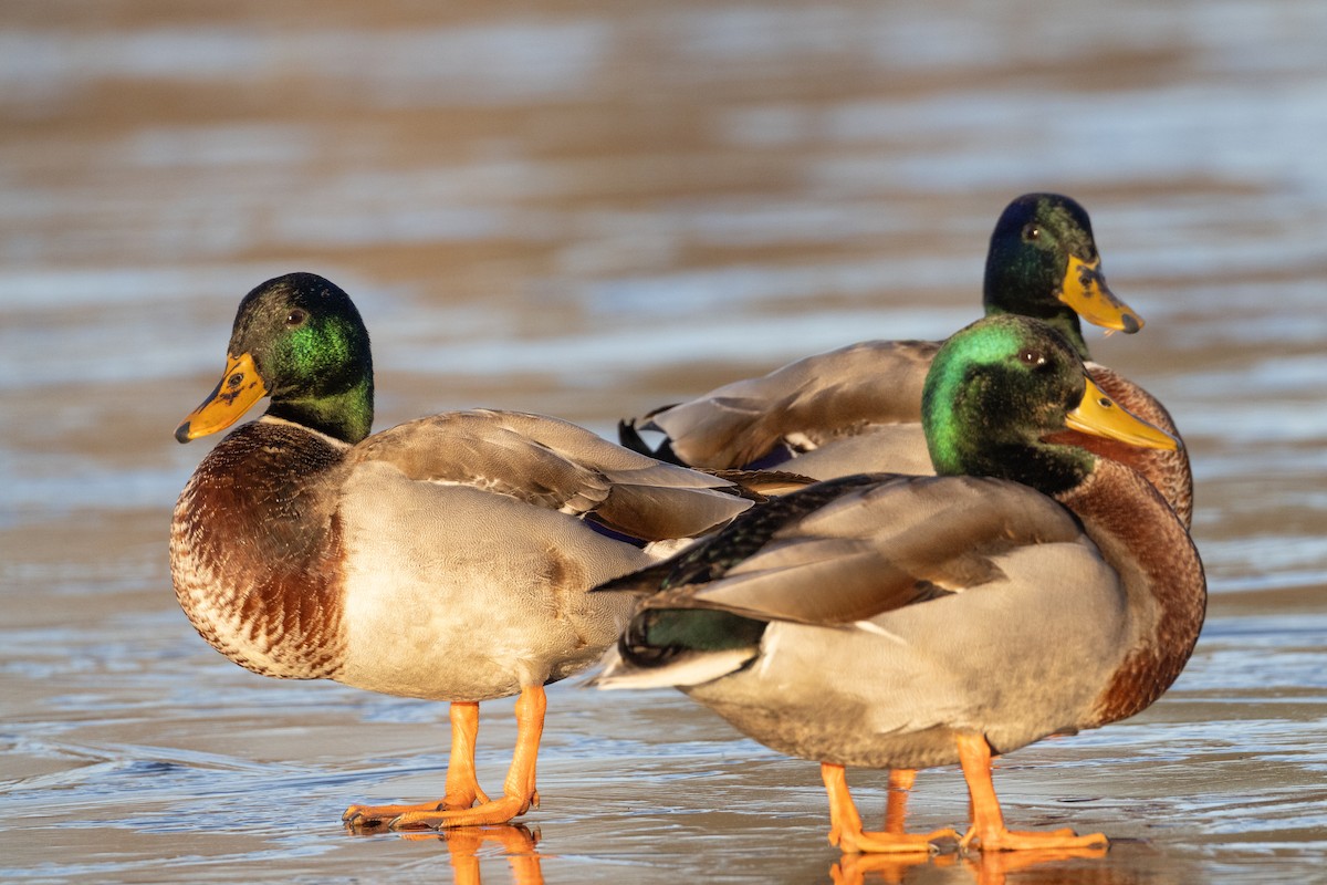 Basahatea - ML647243614