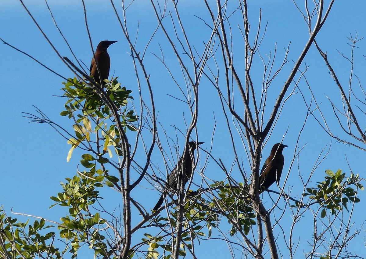 Boat-tailed Grackle - ML647243615
