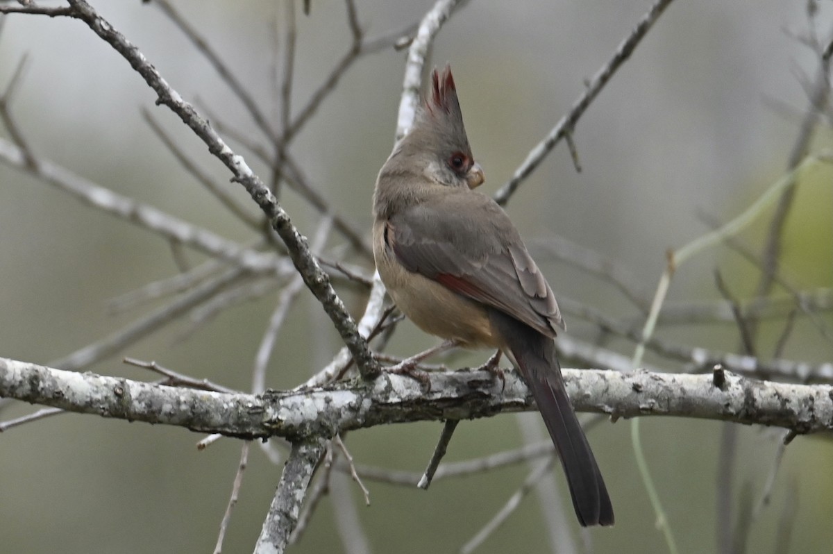 Pyrrhuloxia - ML647243621