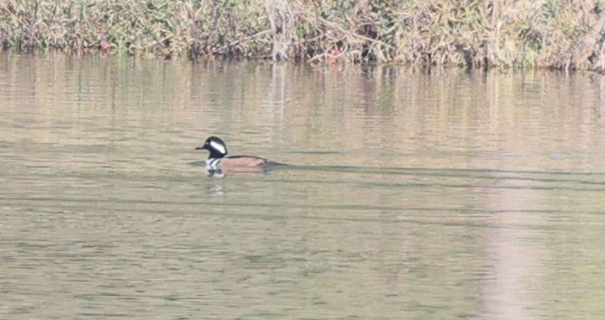 Hooded Merganser - ML647243622
