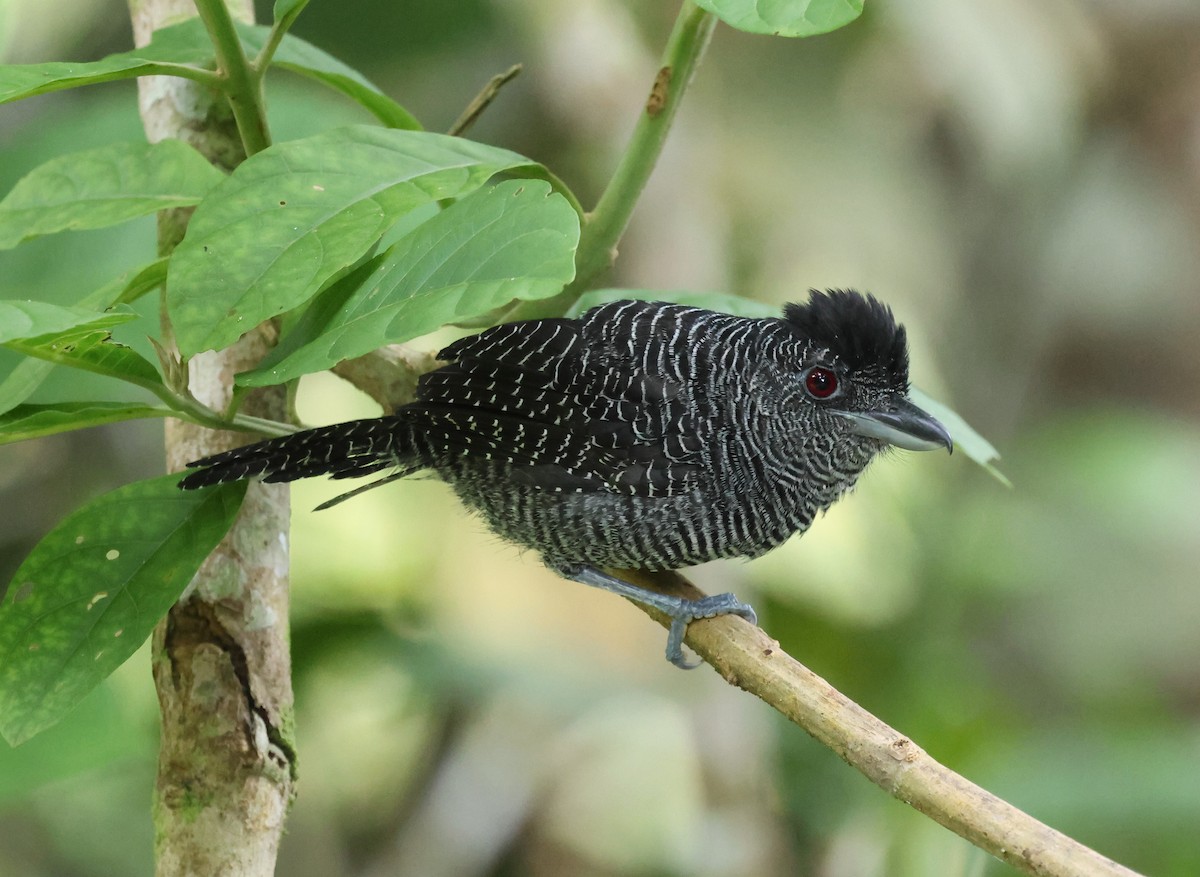 Fasciated Antshrike - ML647243628