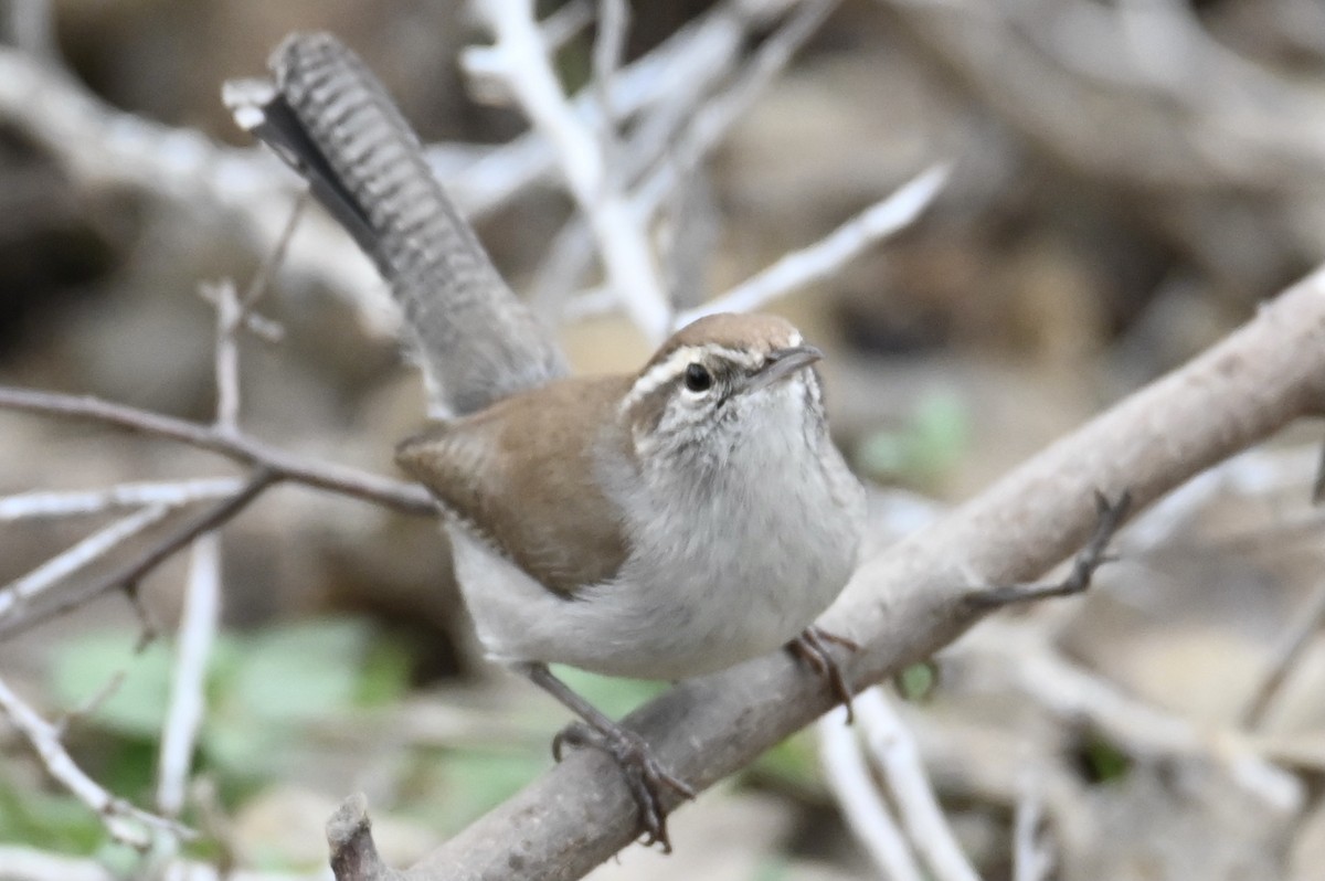 Bewick's Wren - ML647243629