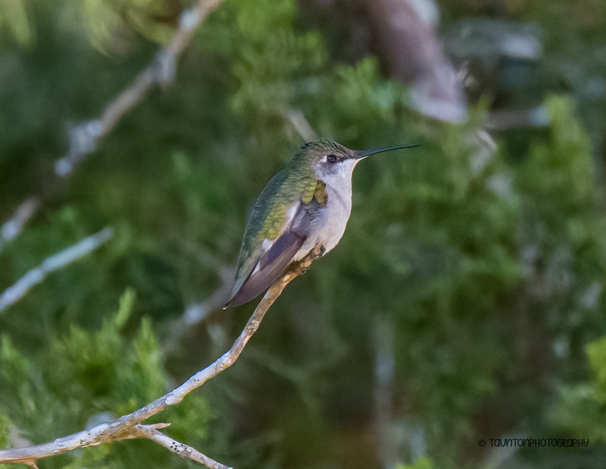 Ruby-throated Hummingbird - ML647243630