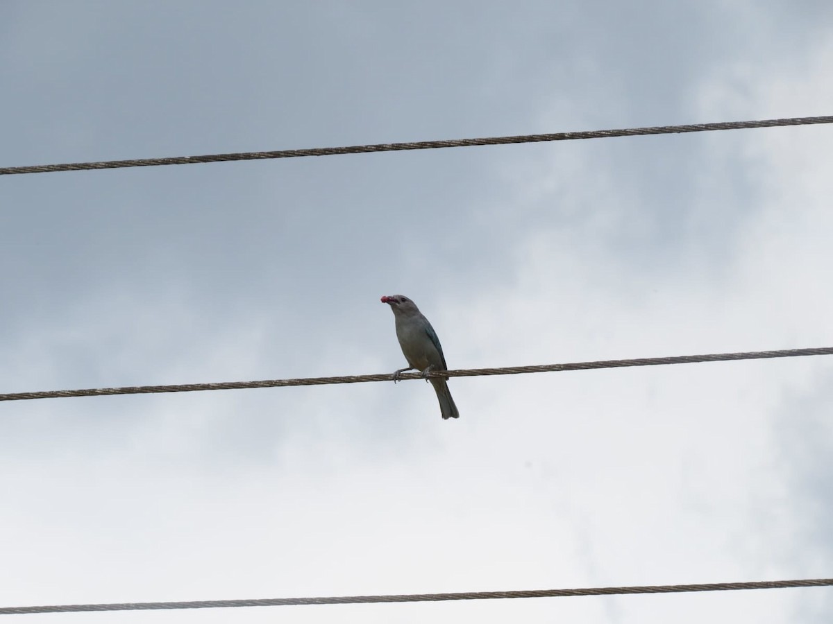 Sayaca Tanager - ML647243631