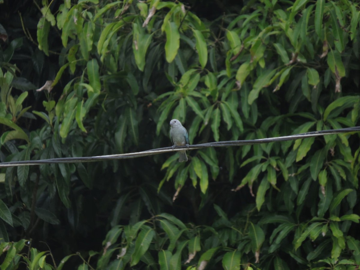 Sayaca Tanager - ML647243632