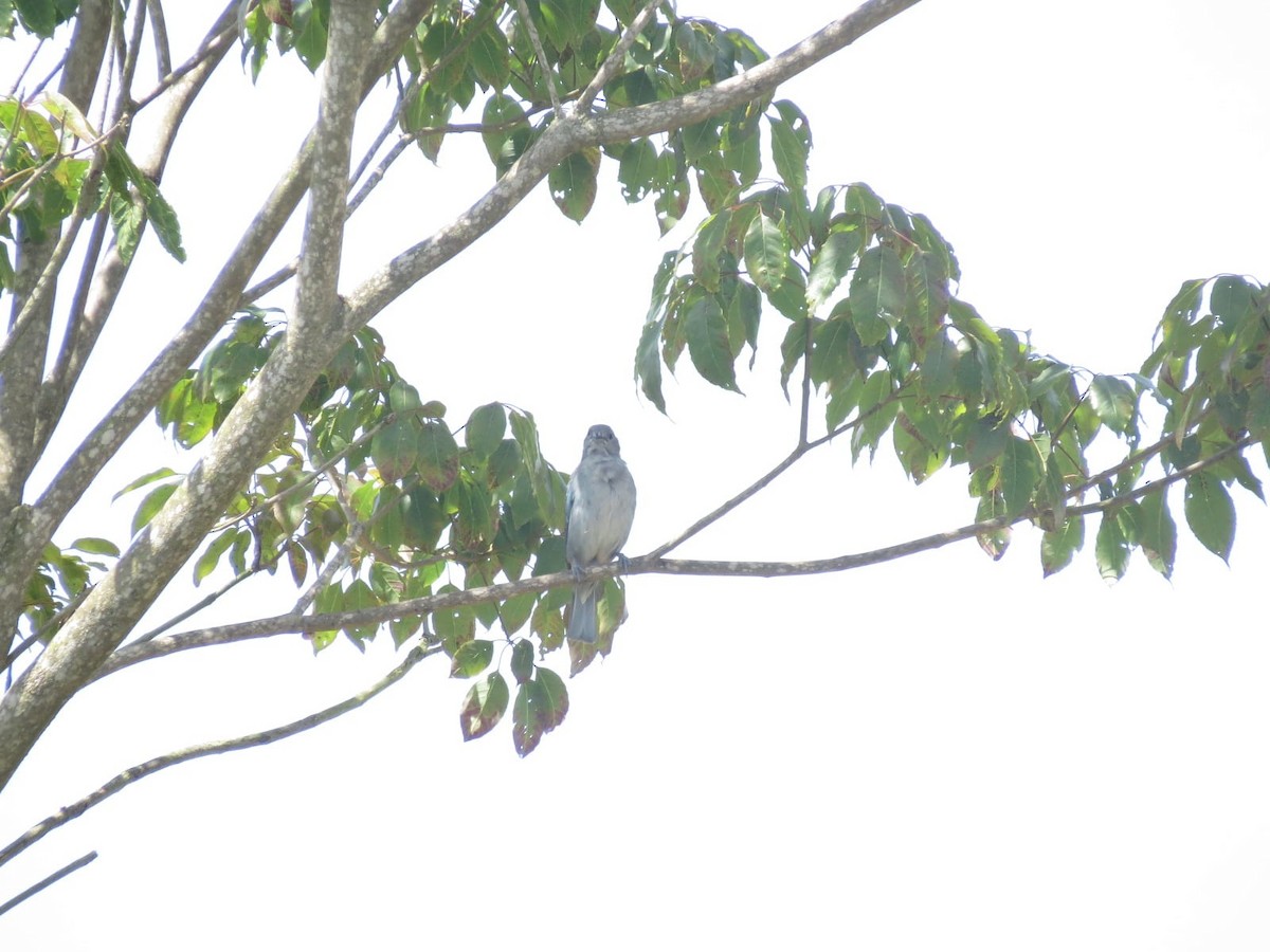 Sayaca Tanager - ML647243633