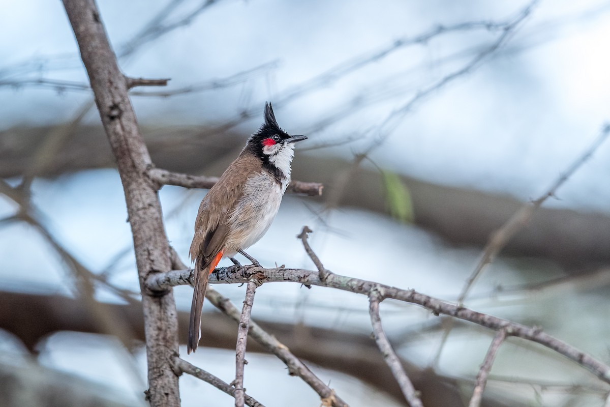 Bulbul masailgorria - ML647243634