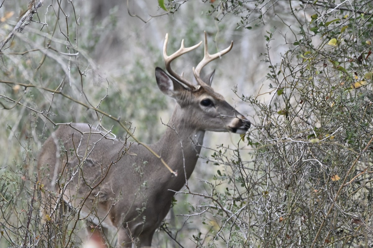 Animals - ML647243637