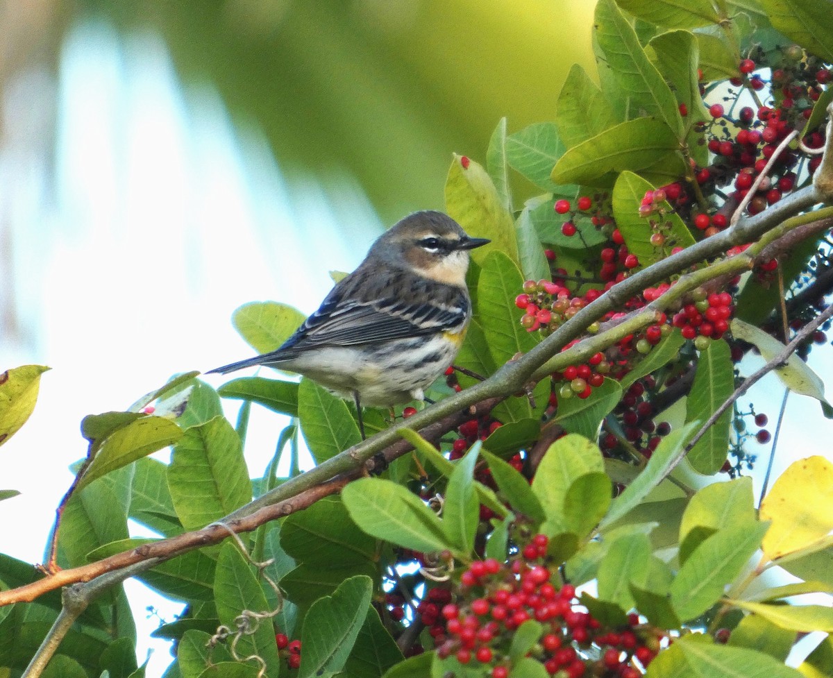 Yellow-rumped Warbler - ML647243638
