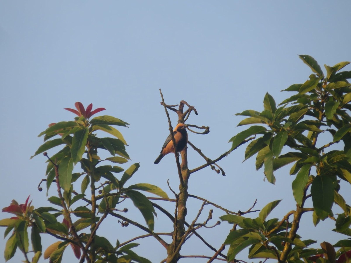 Burnished-buff Tanager - ML647243639