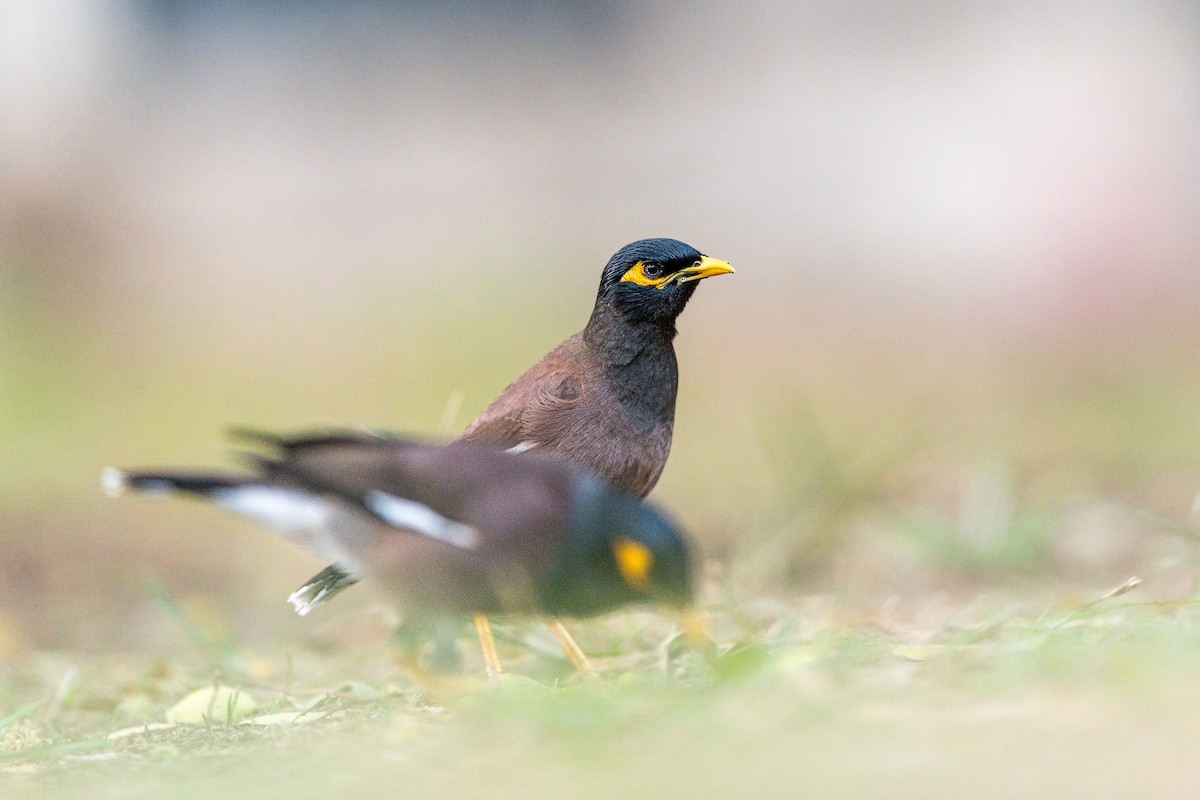 Hartxori tristea - ML647243641