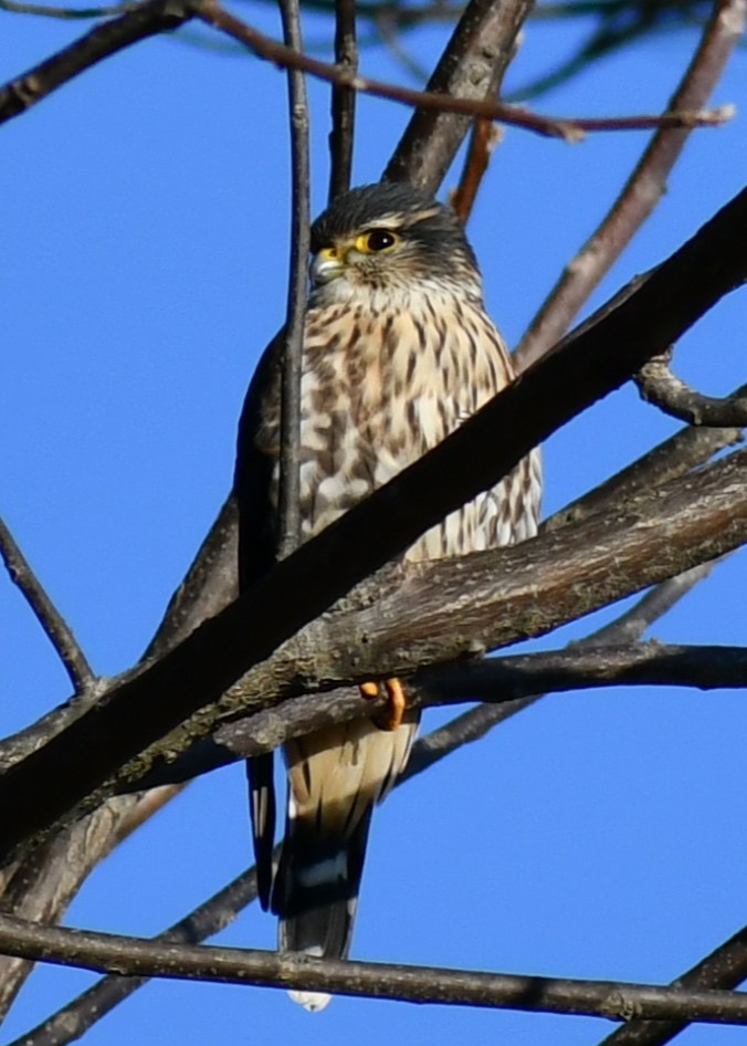 Belatz txikia - ML647243642