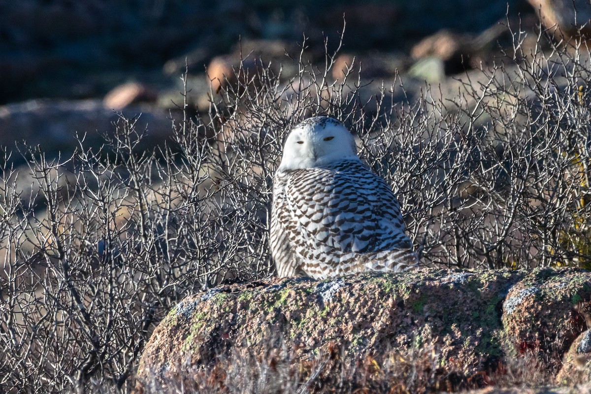 Elur-hontza - ML647243644