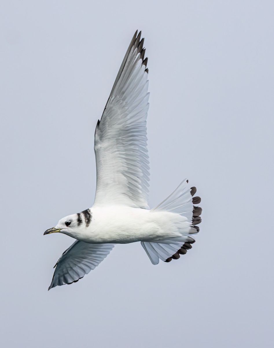 Antxeta hankabeltza - ML647243645