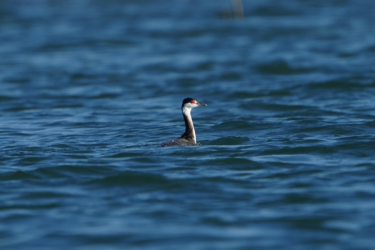 Horned Grebe - ML647243646