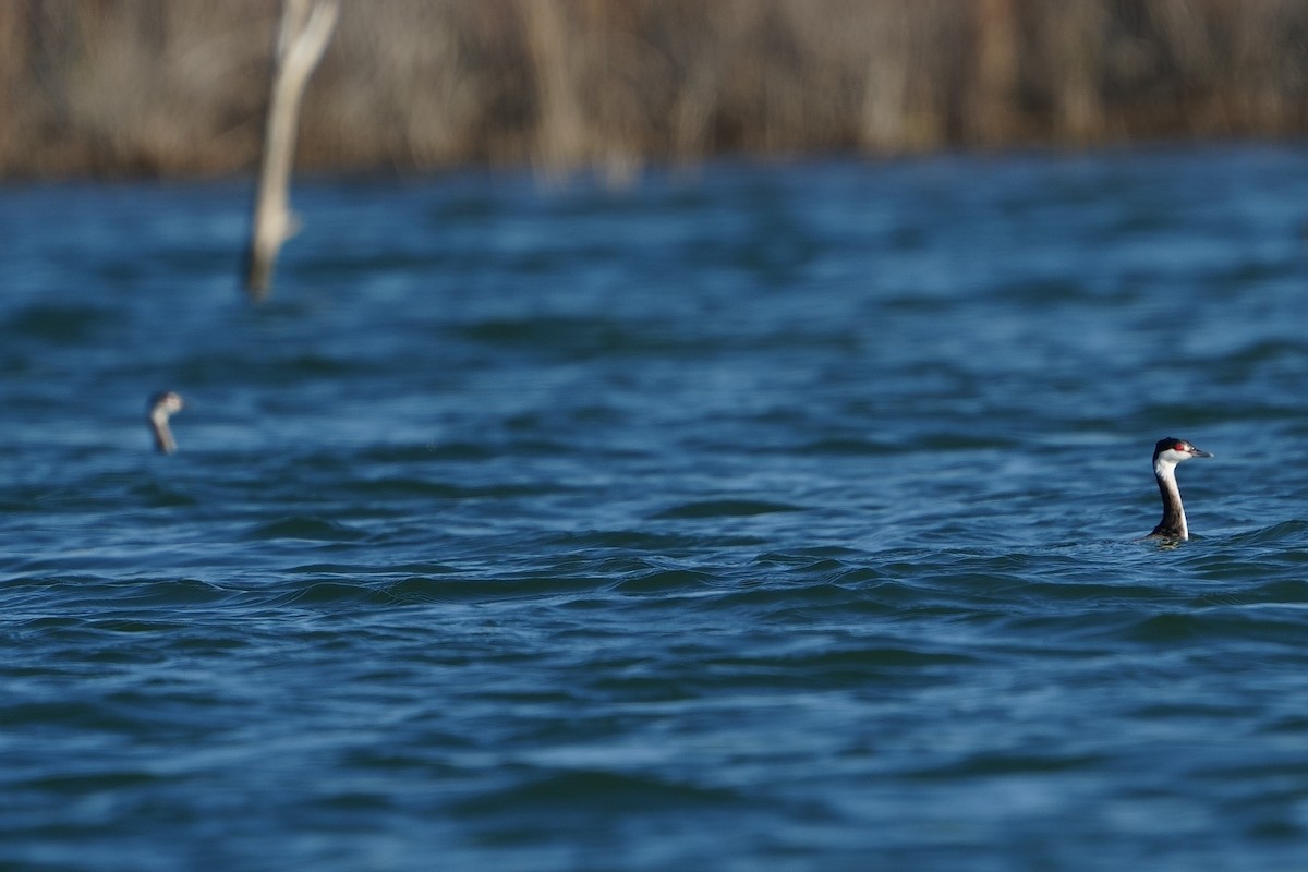 Horned Grebe - ML647243647