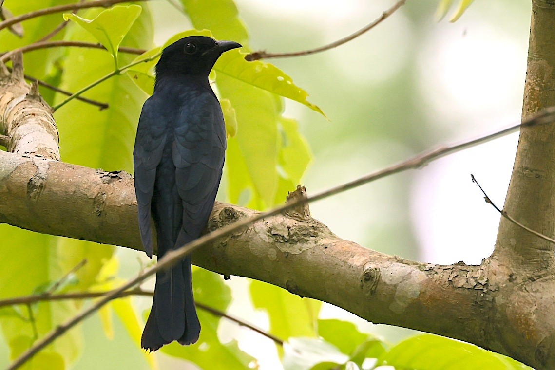 Square-tailed Drongo-Cuckoo - ML647243648