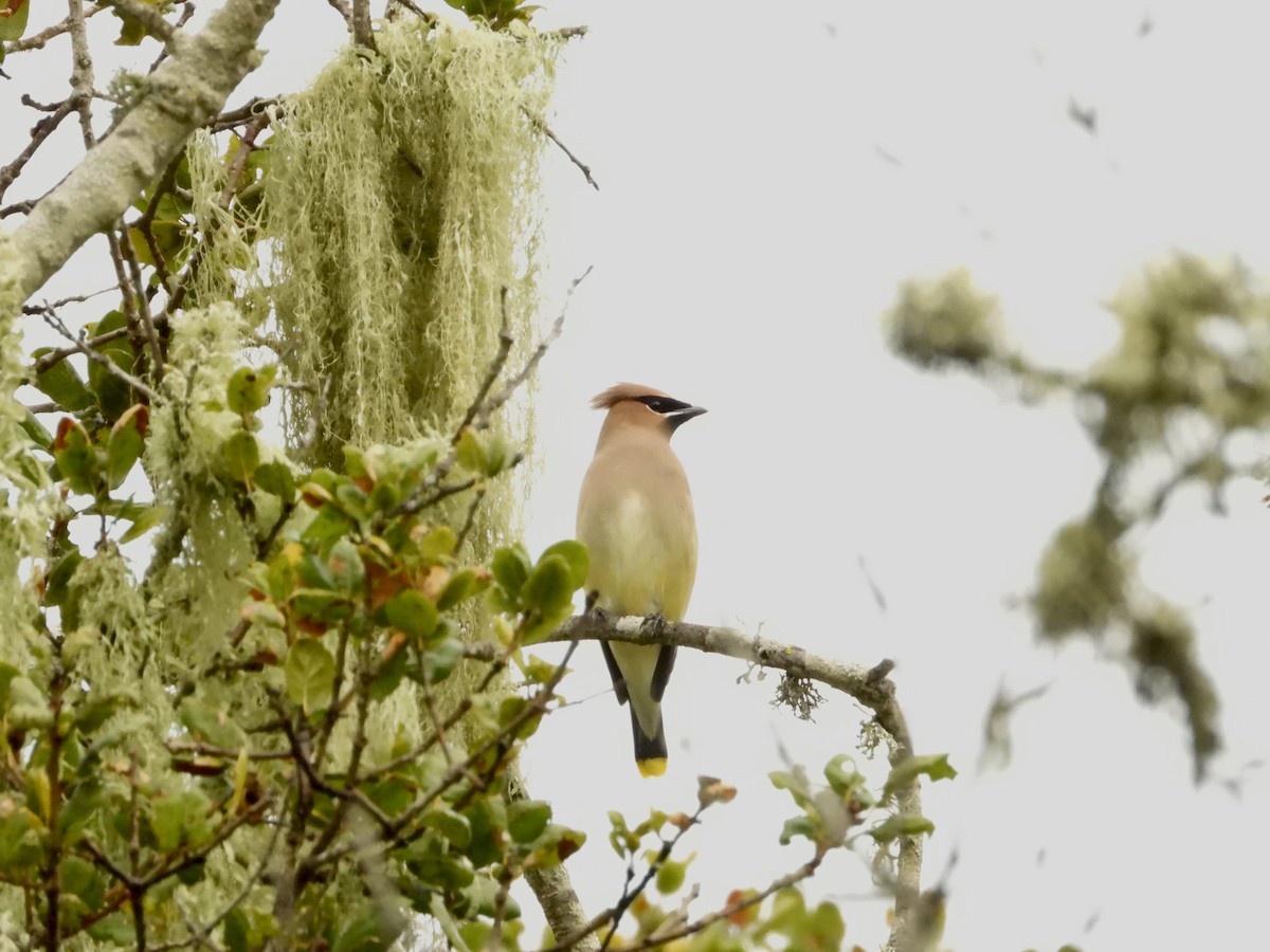 Buztanori amerikarra - ML647243649